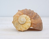 Brown mustard Whelk Seashell, big Whelk, coastal, beach decor, Nautical, nature decor, neutrals, Autumn - MeshuMaSH
