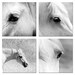 Black and white horse photography set - horse in black and white equine black eyes white horse high key nature photography 5x5 inches