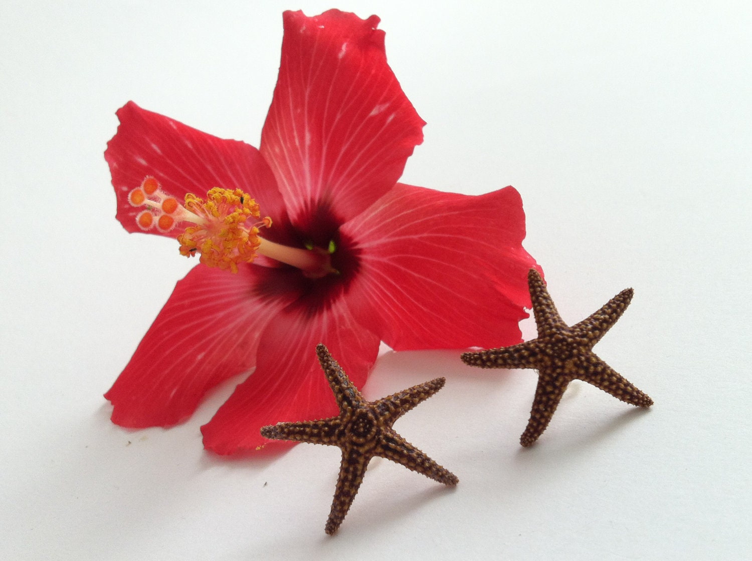 Natural Starfish Earrings