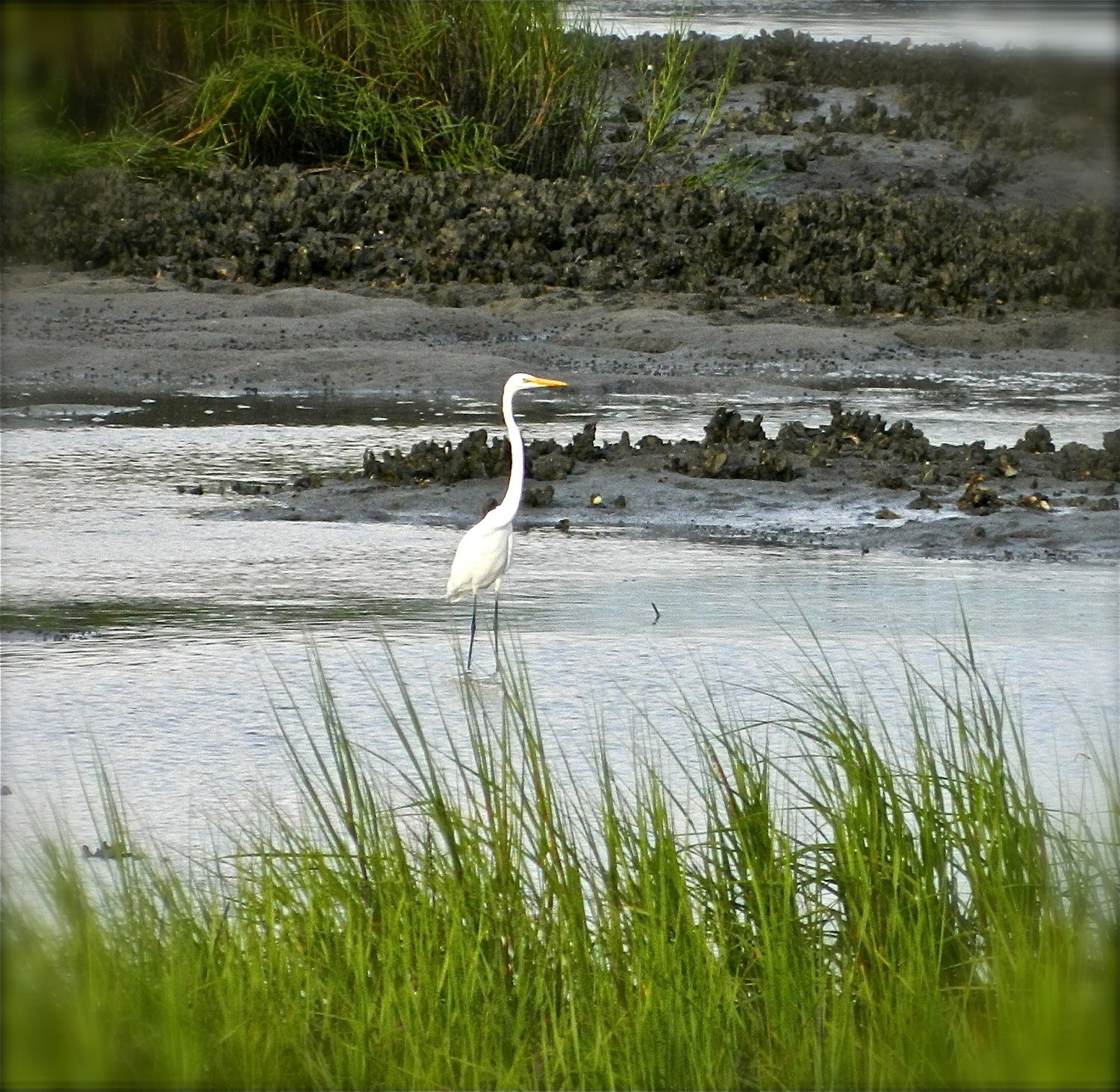 Egret in the Marsh, Photography, Nature Art, 8x10, Beach House Decor, By Abby Smith