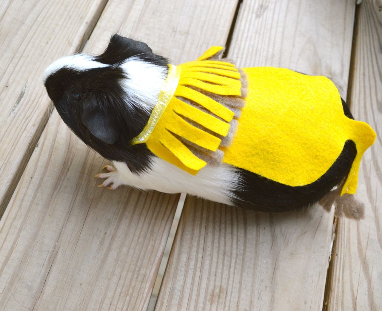 Guinea pig Lion King. Pet Halloween costumes by la Marmota Café.