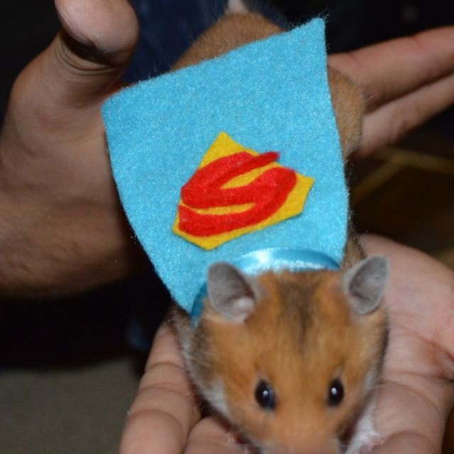 superman hamster