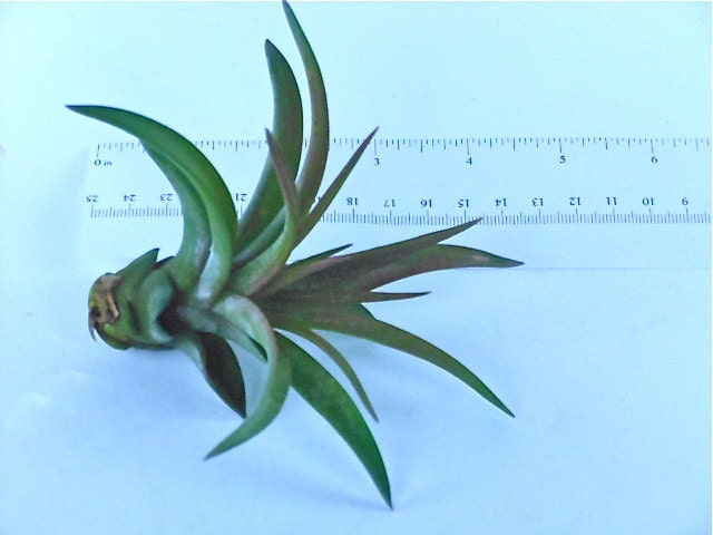 Tillandsia Air Plant -Veluntina Flowering Plant with Soft Leaves. Great Gift. Easy Care. Start your Collection Today.