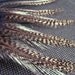 Coq de Leon Rooster Feathers, Dark Pardo, Natural Feathers for Crafts, Hair and More