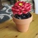 Small Quilled Red Potted Zinnia Flower