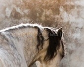 Horse Photography - MARCO - Andalusian Horse  FineArt Print - Wall Decor