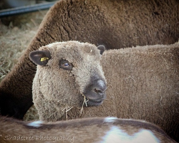 Sheep Photography Wool Rustic Nursery French Country Decor Baa Baa Black Sheep Barnyard Fall Autumn, 8 x 10 Fine Art Print