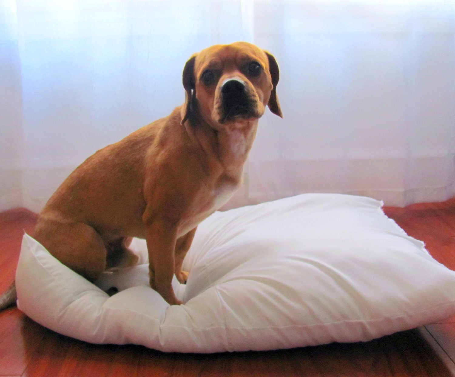 Dog Bed Pillow Replacement Insert, Medium, Large