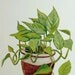RESERVED Potted Plant Painting - Philodendron - Original Botanical Art on Ivory Cream Paper