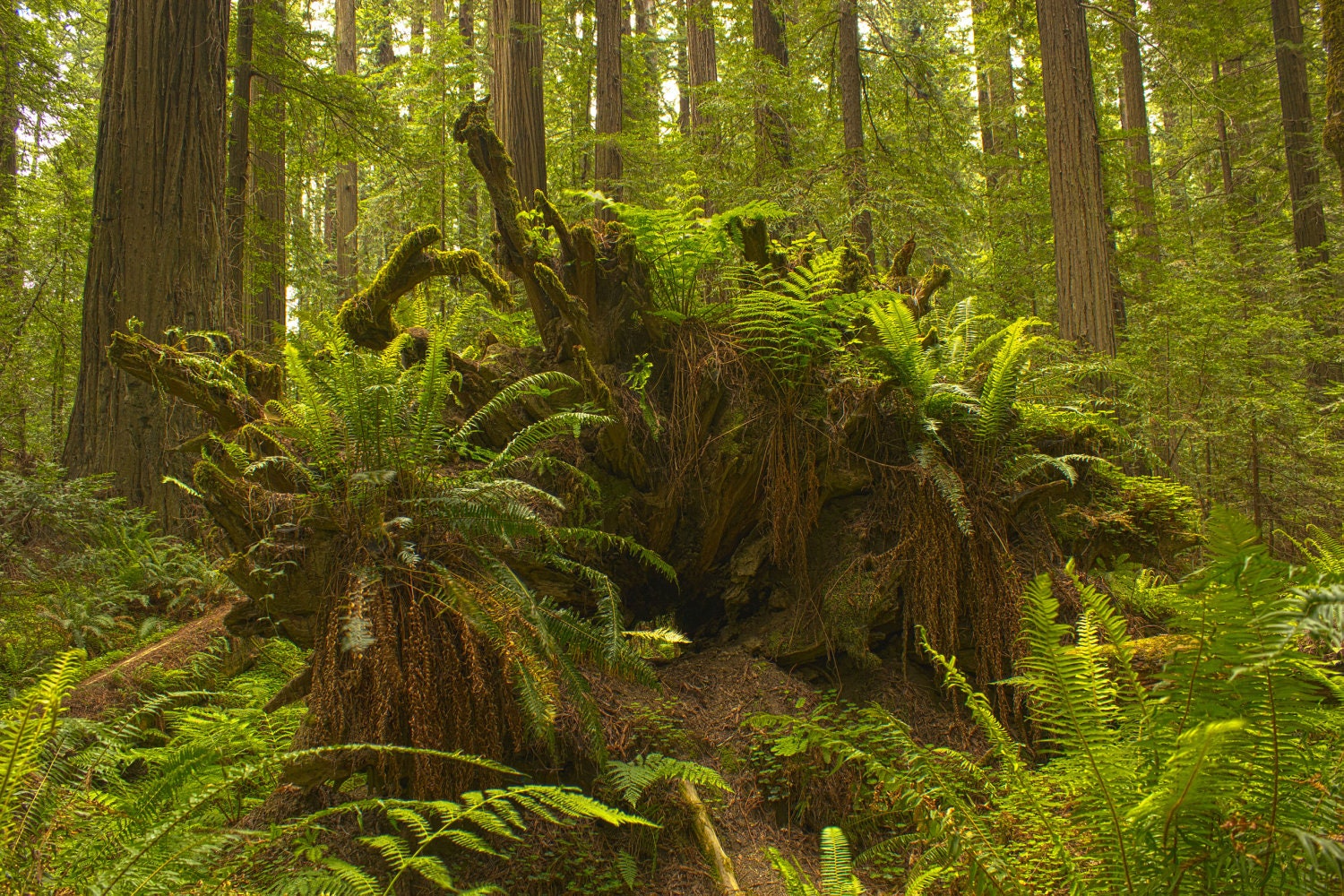Old Growth Redwood Forest Green Life Tree Stump 8x12 Photo (Other print sizes available) - fern cave California jungle woods home decor