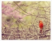 Red Cardinal bird photograph, woodland tree decor, rustic spring wall decor, 8x10 print, red cardinal, guest room decor