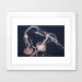 Valentine's Day, Jellyfish Photography, Lovers, Jellyfish Photo, Pink, Violet, Purple, Orange, Nature Photography, Like a Dance