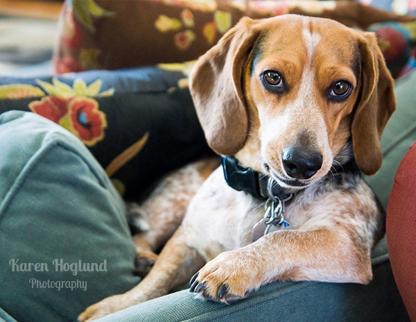 Beagle Dachshund mix - blank cards - set of 5
