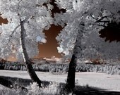 Rocky Mountain National Park apen trees sepia color infrared Colorado landscape photograph print 4x6