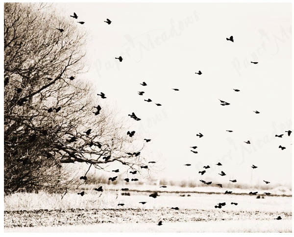 ANNIVERSARY SALE Sky Birds Flock Tree Print Minimalistic Download 8 x 10 inch Printable Photo - PaperMeadows