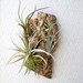 Vertical Garden: Air Plants on Sustainable Virgin Cork Bark
