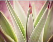 modern southwest, agave, fine art photograph, purple, chartreuse green, rhubarb, home decor, funky, fun