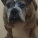 Personalized Pet Pop Art Portraits Have Any Photograph Reproduced in POP ART Style Hand Painted