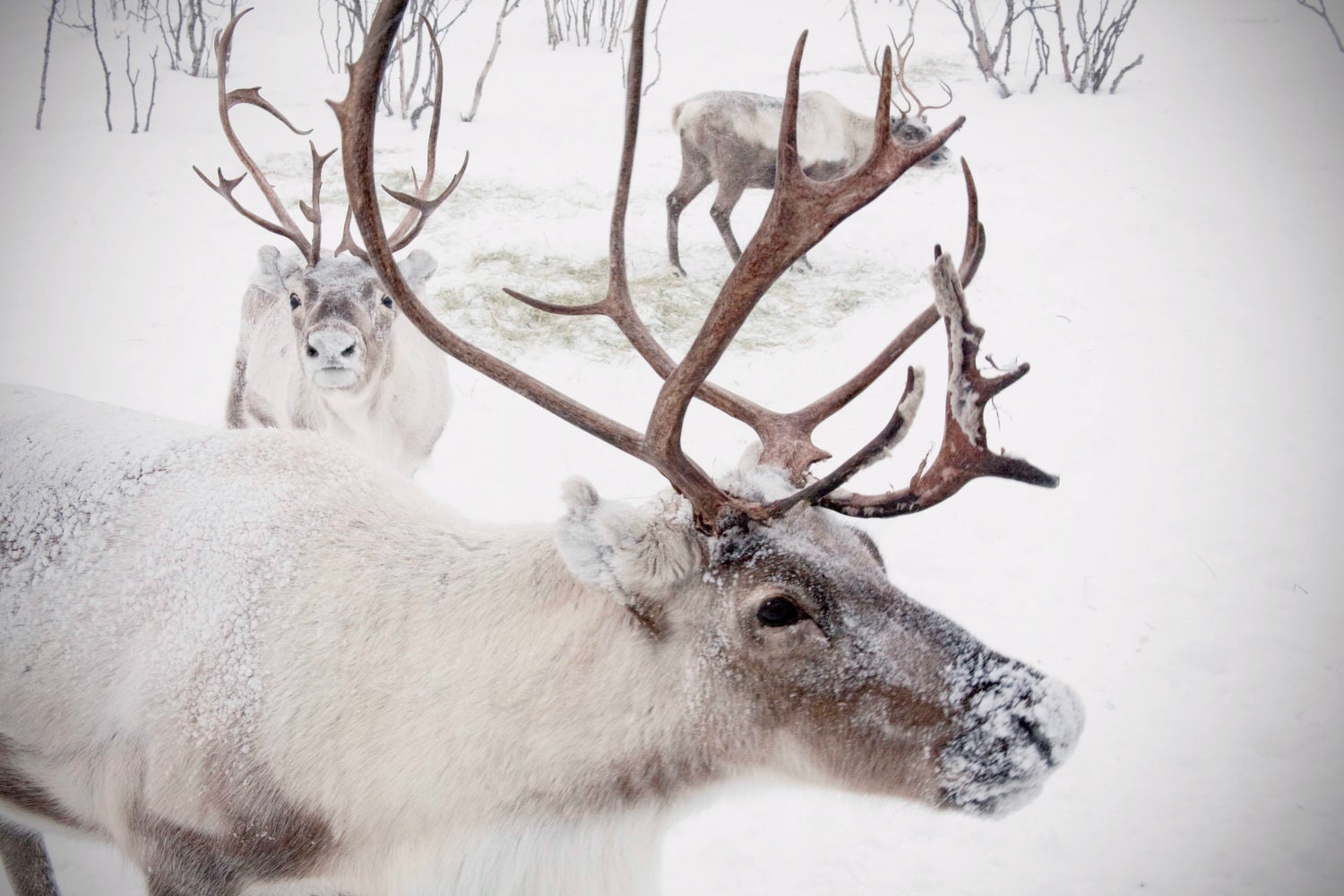 Large Wall Art-Winter Reindeer Photo-Christmas in Norway Snow-Home Decor-Fine art Photography-16x20 - sarahnatsumi