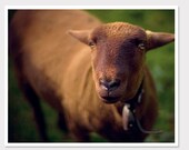 Adorable Brown Goat in the Swiss Alps-Nature Photography-Nursery Decor- Switzerland-Home Decor-8x10