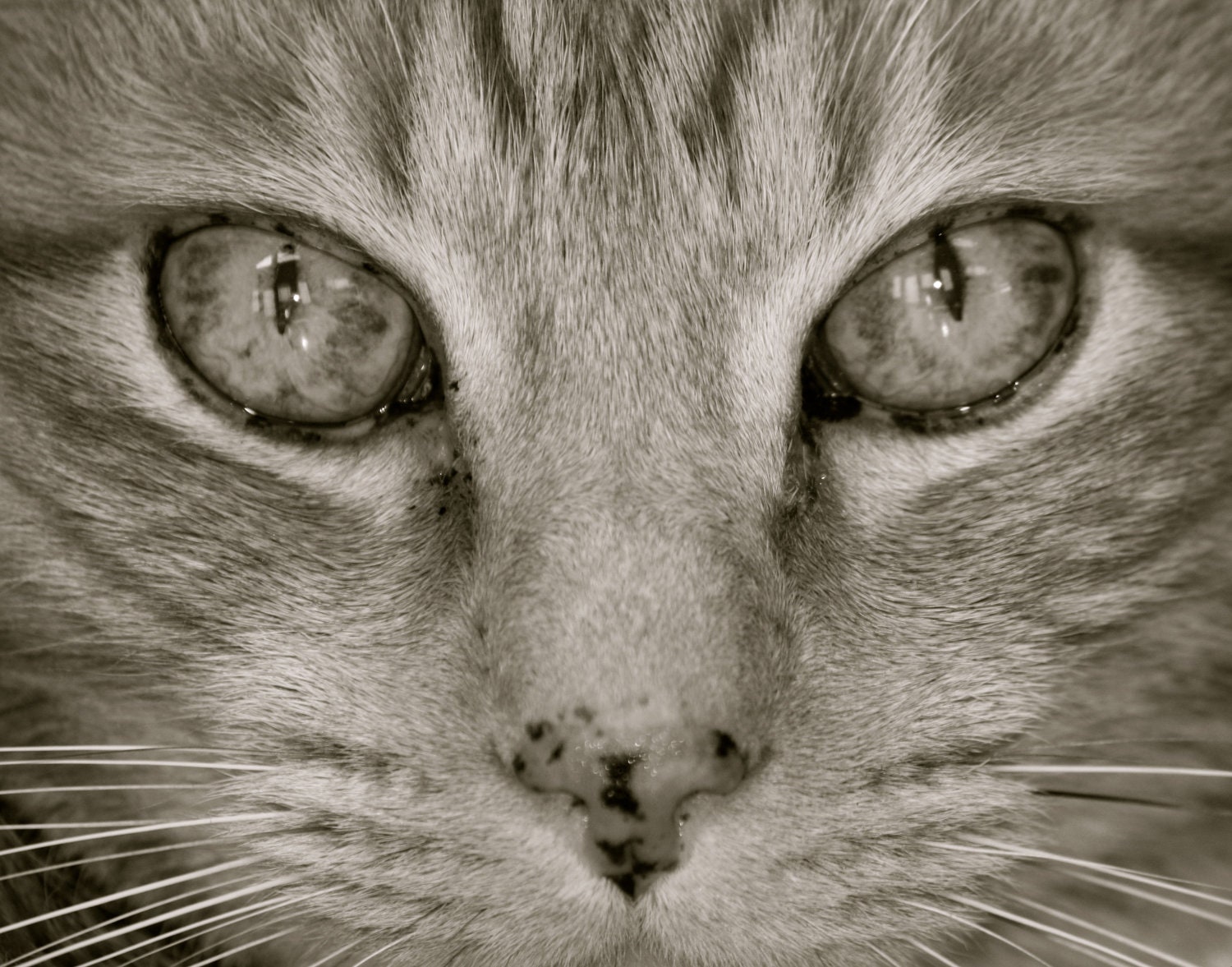 Cat Eyes, Feline Cat Lover, Nicholas the Great, 5x5 Black and White Photograph, FPOE, POE