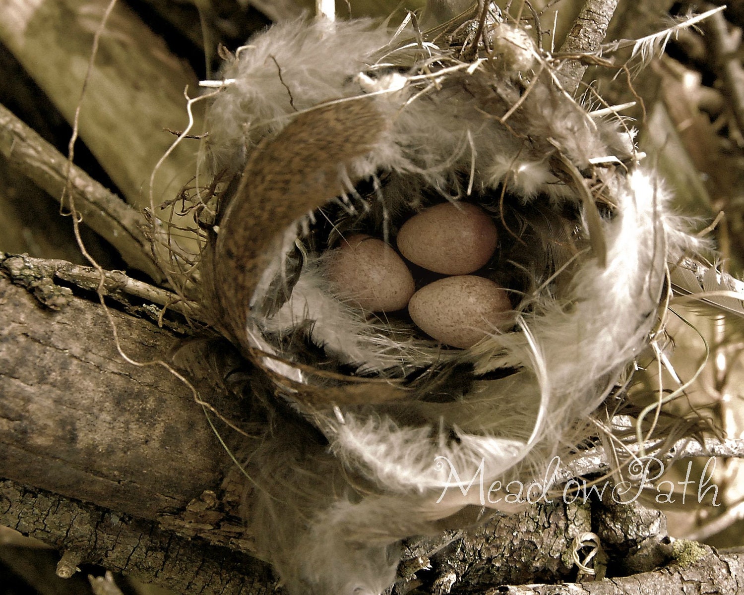 Bird Nest, Eggs, Wildlife, Nature Print, Sepia, Feather, Songbird, 8x10 Photo, 'Feather Your Nest - Wren Eggs'
