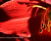 Red Lily 5 x 7 Print, Photography