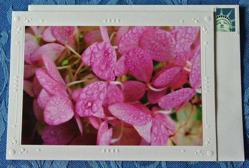 Pink Hydrangea Blank Photo Greeting Card & Postage Stamp Autumn Nature Photography Hostess Gift Wedding Baby Shower Card