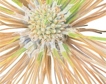 Long Leaf Pine Seedling 5x7 Matted Giclee Print of watercolor painting by Lore Ruttan