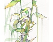 Limited Edition Archival Print -- Bamboo, Watercolor 7 x 10