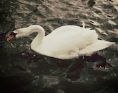 Dark Swan Photograph, White Swan, Vignette, Dramatic, 8 x 10 Fine Art Print