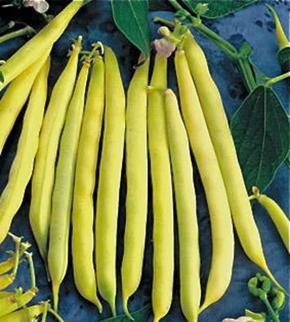 Soleil French Filet Yellow Bush Bean by MizzTizzysWeedsSeeds