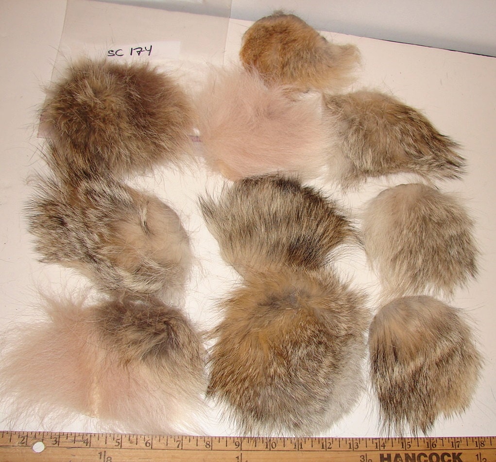 Coyote Pelt