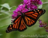 Butterfly, Monarch, Garden, Flowers, Outdoors, Nature, Fine Art, Home Decor, Photography