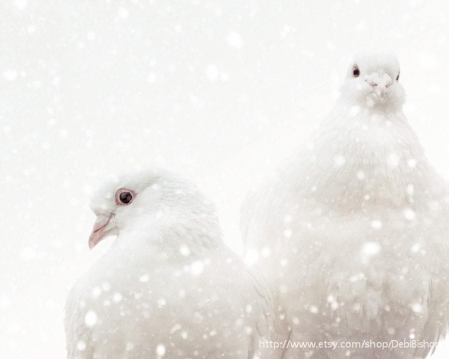 Love Doves In Winter Snow -8x10 Fine Art Photo Print -White Birds Nature Love - DebiBishop