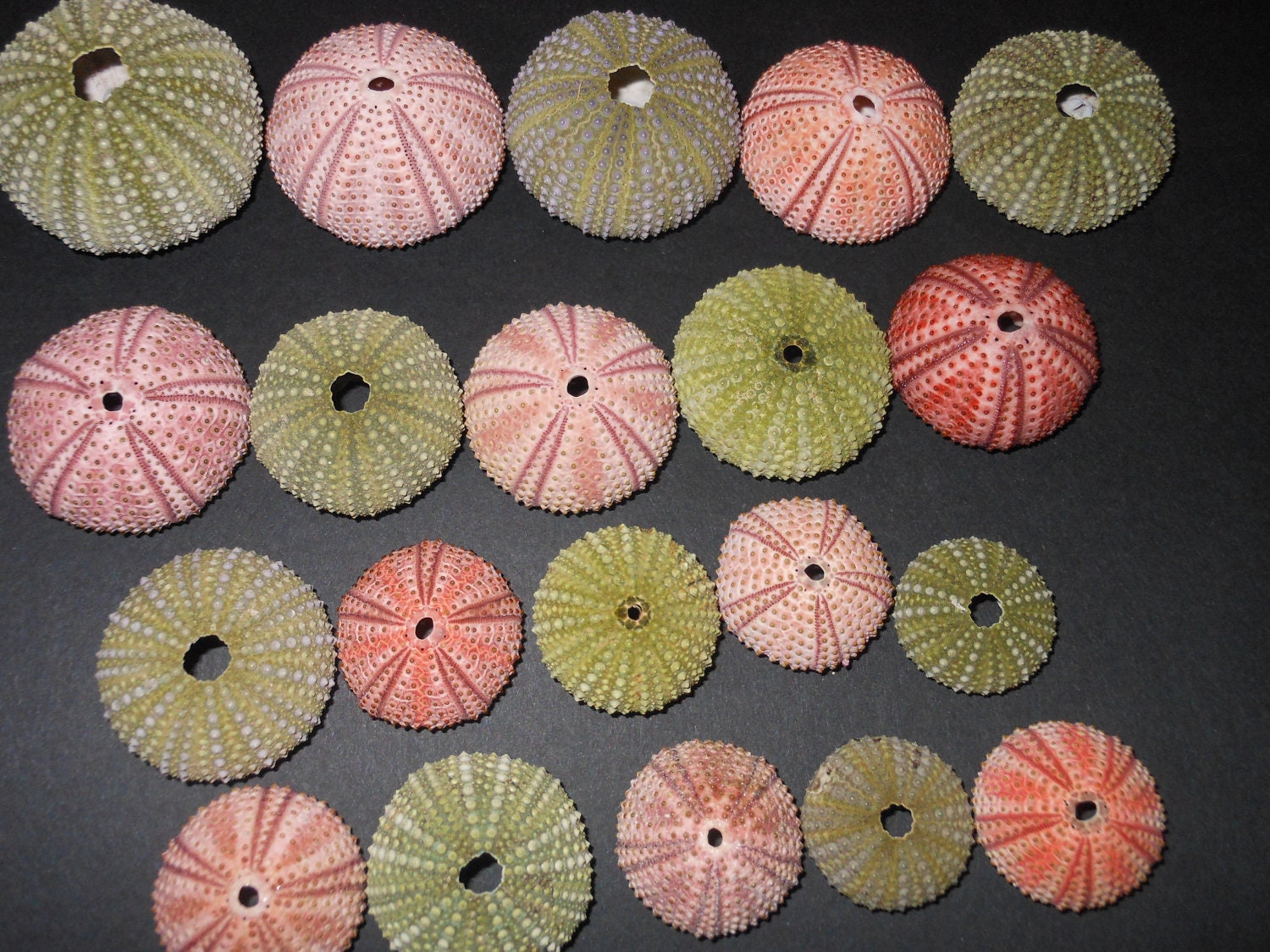 10pcs green, 10pcs red sea urchins, free shipping. 15.