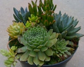 SUCCULENT plants, Terrarium Succulents, Dish garden, Fundraising events, Rustic wedding, Table decor, House warming,