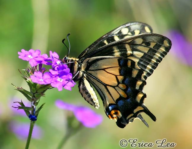 Swallowtail Butterfly Photography, color nature picture, 5x7 butterfly wall art print, home or office decor