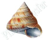 SEASHELL Digital downloads large digital image, orange illustration 133