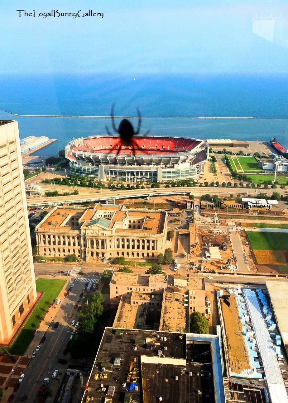 Godzilla Spider Eating Browns Stadium Series JPG Files or Matted Fine Art Prints BOGO Free
