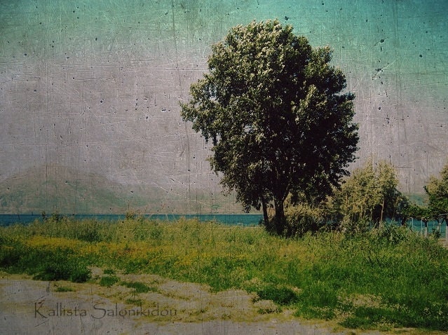 landscape photography poplar tree green yellow coastal field photo