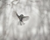 Bird photography: The Art of Staying Aloft No. 7 Tufted Titmouse (Baeolophus bicolor)