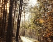 Wanderlust: 8x10 Limited Edition Fine Art Nature PhotographyPrint