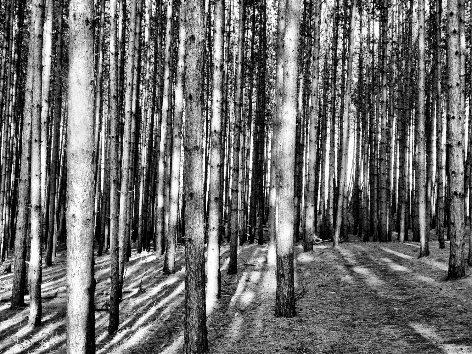 Wanderlust: 8x10 Limited Edition Fine Art Nature Photography Print, black and white