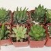 6 HAWORTHIA Succulents for Gardens, decorative pots collectors succulent