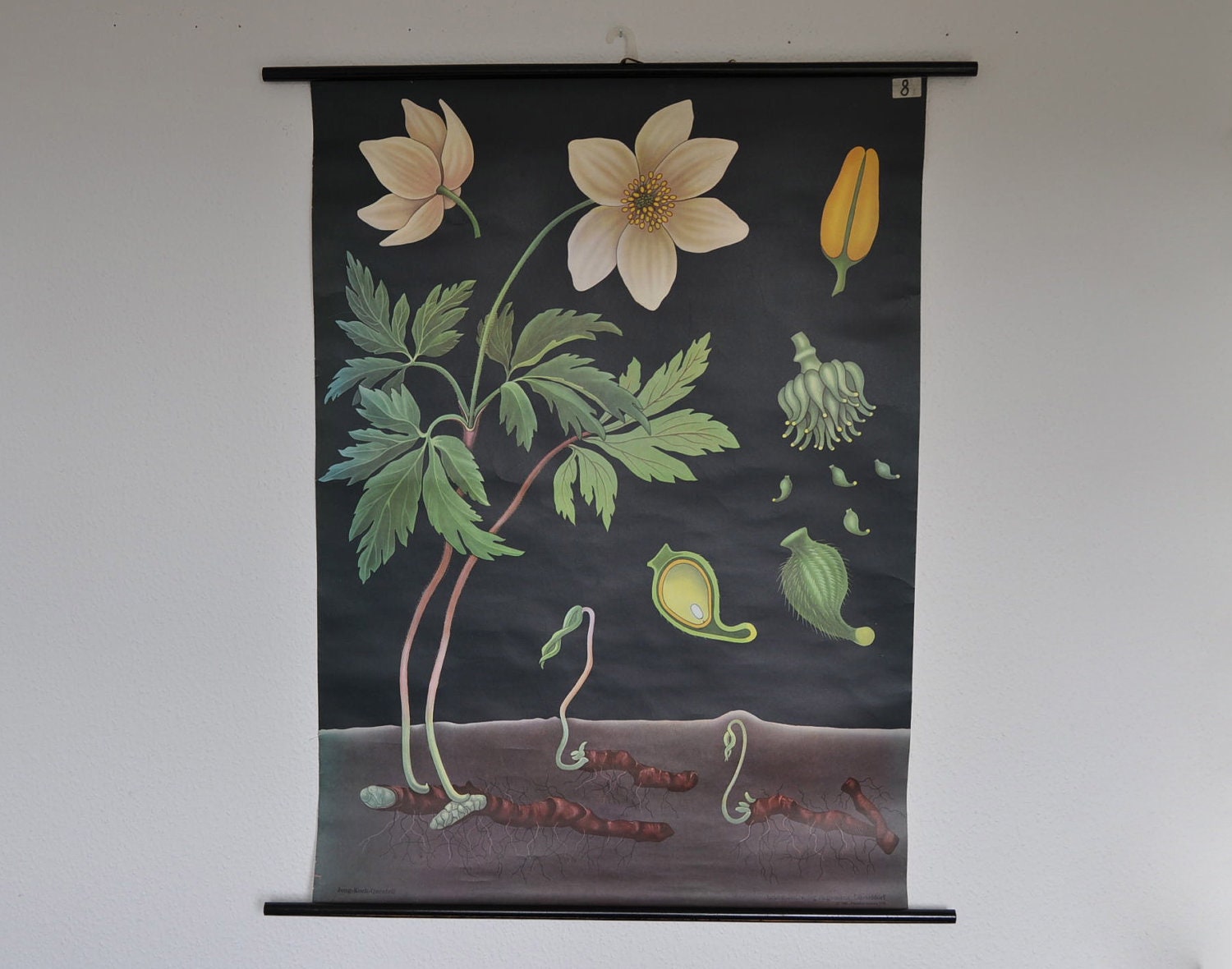 RESERVED. Original Mid Century Botany Print. Wind flower (Anemone nemorosa). Pull Down School Chart. Jung Koch Quentell. Germany.