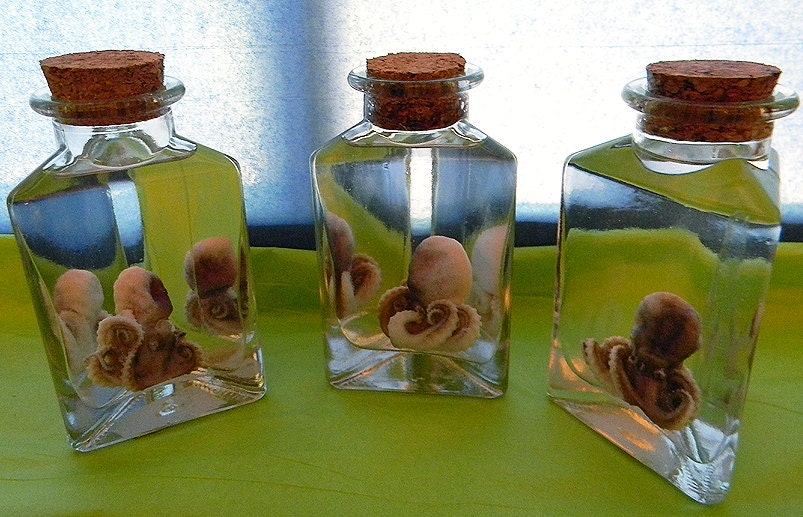 Real Preserved Baby Octopus - XS - Wet Specimen
