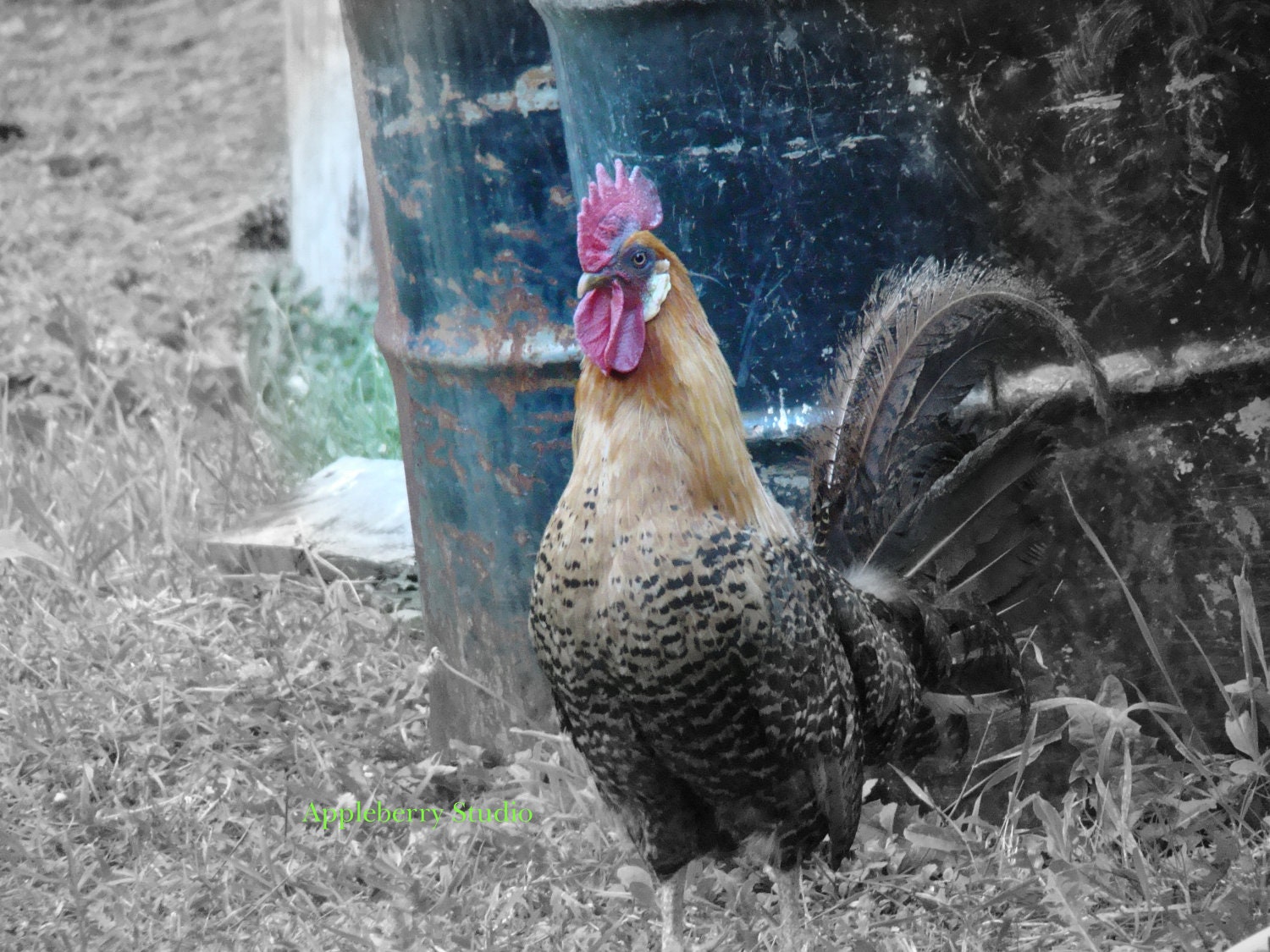 Cocky Rooster