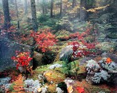Misty Forest Poster - West Virginia Photograph - Large Vintage Calendar Page