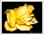 Yellow Rose Fine Art Print, Macro Flower Photo, Yellow and Black, Monochromatic, Yellow Flower Print, 8x10 Still Life, Flower Photography